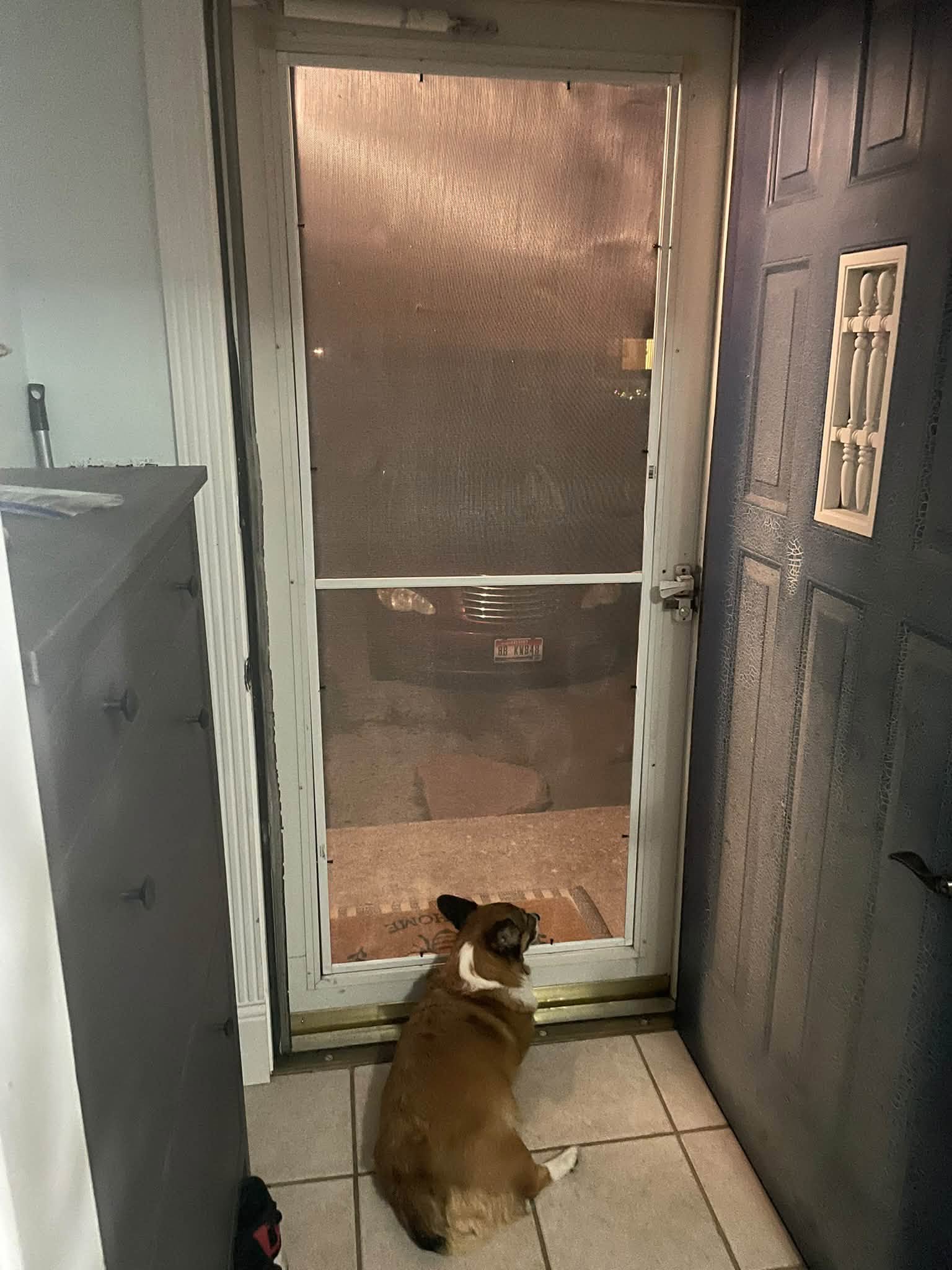 Dog enjoying the view out the new screen door